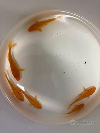 Carpe koi doitsu orenji ogon