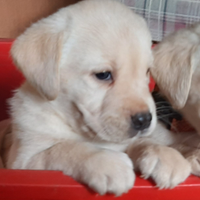 Labrador retriever