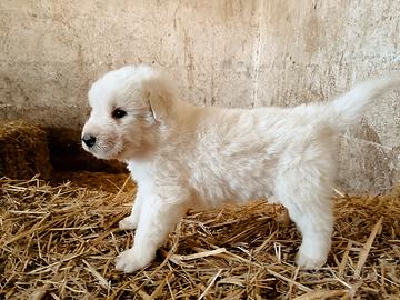 Cuccioli di Pastore Abruzzese Maremmano