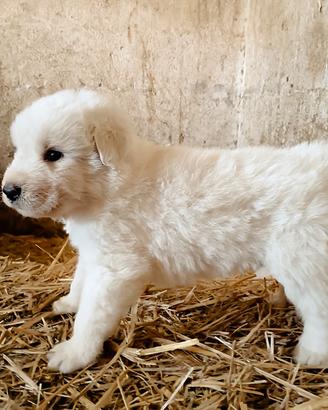 Cuccioli di Pastore Abruzzese Maremmano