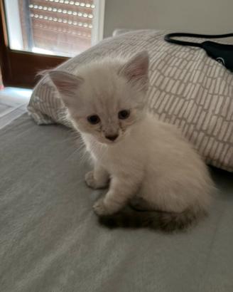 Gattine simil-siamese