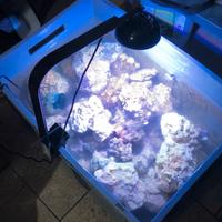 Rocce per acquario marino – sintetiche/naturali 