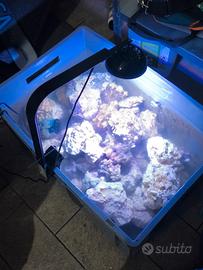 Rocce per acquario marino – sintetiche/naturali 