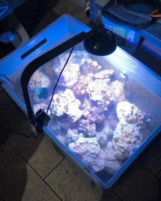 Rocce per acquario marino – sintetiche/naturali 