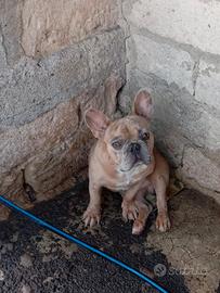 Bulldog Francese Maschio