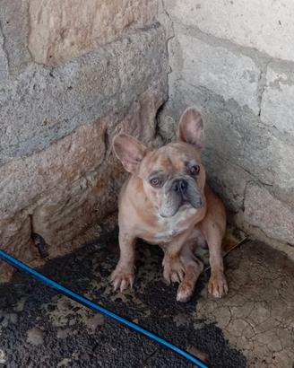Bulldog Francese Maschio