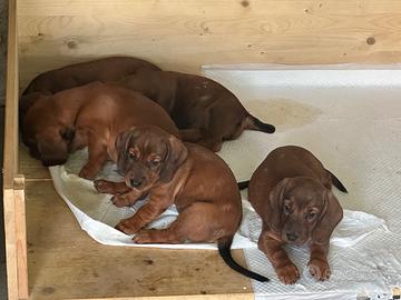 Cuccioli alpenlaendische dachsbracke