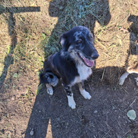 Cane da pastore/ compagnia