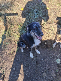 Cane da pastore/ compagnia