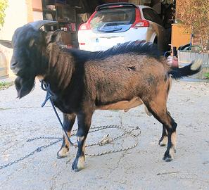 Capretto nano maschio intero