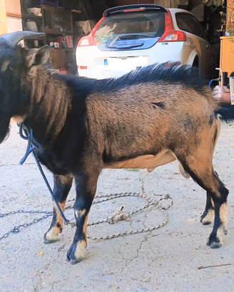 Capretto nano maschio intero