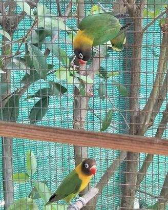 Inseparabili personata