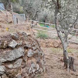 oliveta