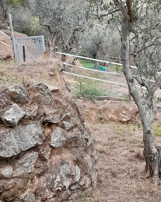 oliveta