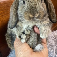 Cuccioli minilop agouti
