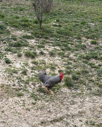 Gallo amrok