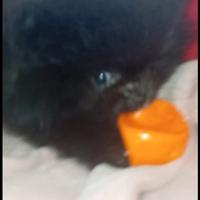 Spitz Tedesco nano Volpino di Pomerania