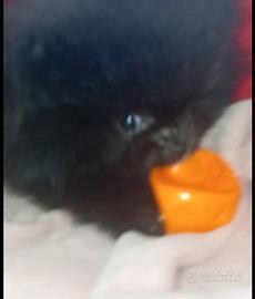 Spitz Tedesco nano Volpino di Pomerania