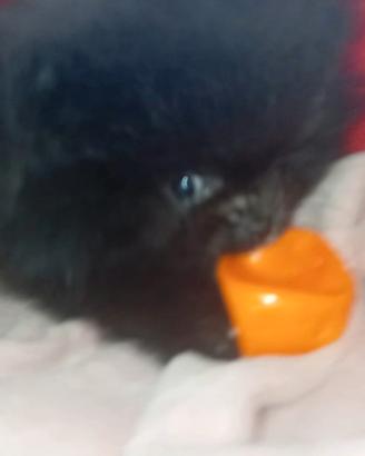 Spitz Tedesco nano Volpino di Pomerania