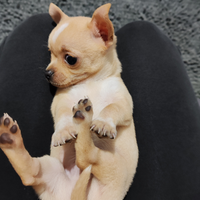 Chihuahua pelo corto