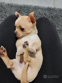 Chihuahua pelo corto