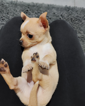 Chihuahua pelo corto