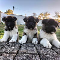 Ultimi cuccioli di Akita americano con pedigree