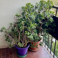 2 Crassula ovata - pianta dei soldi