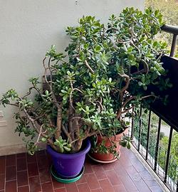 2 Crassula ovata - pianta dei soldi