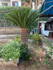 Cycas