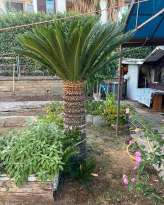 Cycas