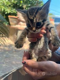 Dono una Gattina