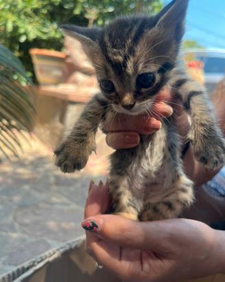 Dono una Gattina