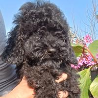 Barboncino barbone nano