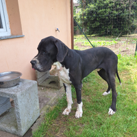 Alano mantel disponibile per monte