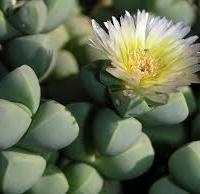 pianta grassa corpuscularia lehmannii