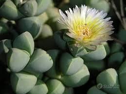 pianta grassa corpuscularia lehmannii