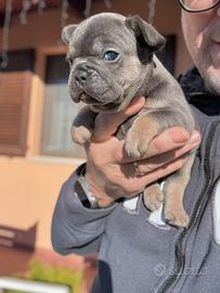 Bulldog francese