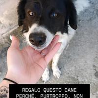 Meticcio di 4 anni