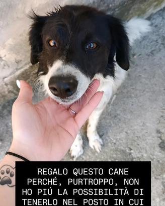 Meticcio di 4 anni