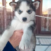 Cuccioli di husky