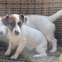 Jack Russell