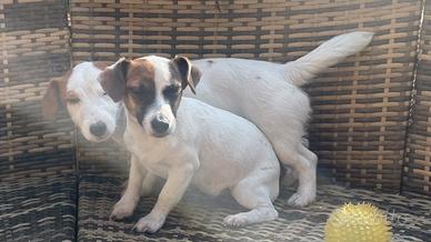 Jack Russell