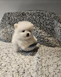 Mini spitz