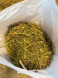 Erbaspagna per conigli nani 2kg