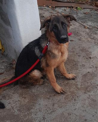 Cucciola di pastore tedesco