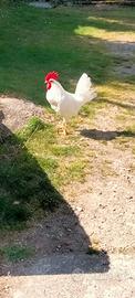 Gallo livornese