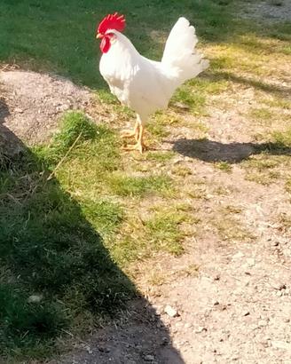 Gallo livornese