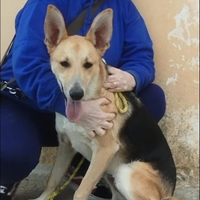 Milo nuovo ingresso in canile