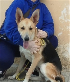 Milo nuovo ingresso in canile